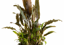 Cryptocoryne walkeri - PE