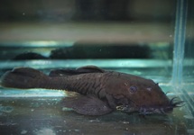 L034 MEDUSA PLECO