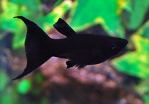 BLACK MOLLY LONGFIN