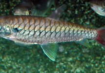 TUCANFISH