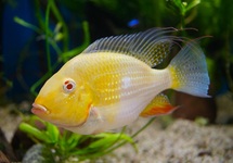 THREADFIN ACARA ALBINO