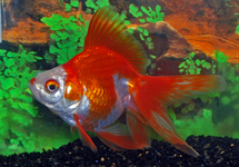 FANTAIL RYUKIN RED/WHITE