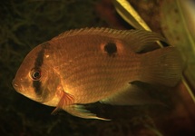 KEYHOLE CICHLID