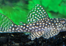 L136A ANGELICUS PLECO