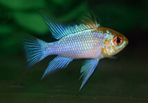 ELECTRIC BLUE RAM CICHLID LONGFIN