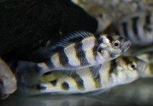 Other Cichlids