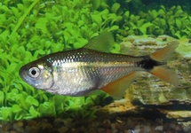 BUENOS AIRES TETRA  