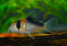ADOLFO'S CORY