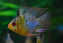 BLUE RAM CICHLID BALLON