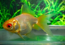 SCHLEIERSCHWANZ WEISS