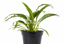 Cryptocoryne albida (costata) - PE