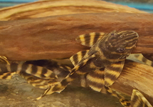 L398 TANKE TIGER PLECO