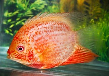 RED SPOTTED SEVERUM