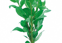 Hygrophila polysperma - TA