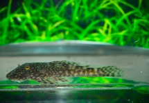 CHAETOSTOMA SP.KOLOMBIEN