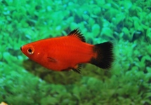 KORALLENPLATY ROT WAGTAIL