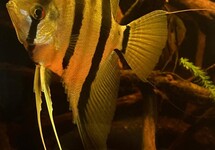 ANGELFISH SURINAM RED SPOTTED M