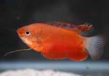 THICK-LIPPED GOURAMI RED