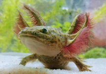 AXOLOTL 