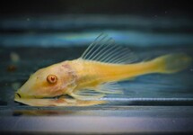 COMMON PLECO ALBINO
