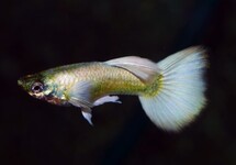 GUPPY BLANC LUMINEUX (MÂLE)