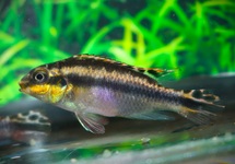 PELVICACHROMIS MIXED