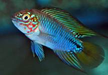 DWARF CICHLID OPAL