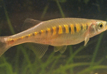 TIJGER DANIO