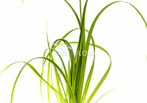 Cyperus helferi - PE