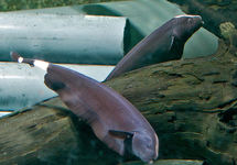 Knifefish