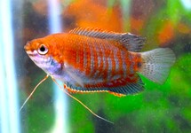 THICK-LIPPED GOURAMI