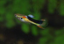 ENDLER'S GUPPY YELLOW HALF TUXEDO (M/F)