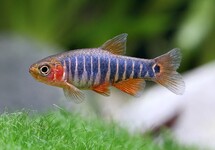 DANIO ÉMERAUDE