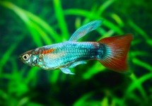 GUPPY NEON TUXEDO ROT MANN