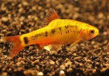 GOLD BARB