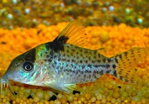 PUNKTIERTER PANZERWELS