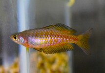 PARKINSONS REGENBOGENFISCH