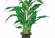 Spathiphyllum wallisii - XL