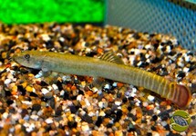 ABORICHTHYS ELONGATUS M/L