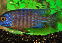 PEACOCK CICHLID COBUE