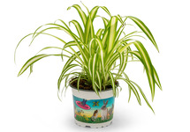 Graslelie in pot (p12) (Chlorophytum)