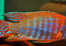 RUBY RED PEACOCK