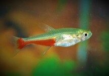 REDFLANK BLOODFIN TETRA