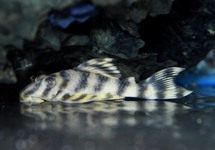 L288  UNA TIGER PLECO