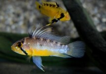 DWARF CICHLID ATAHUALPA