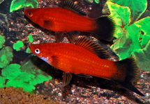 SWORDTAIL RED WAGTAIL