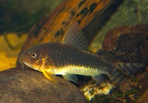 CORYDORAS PÂLE TACHETÉ