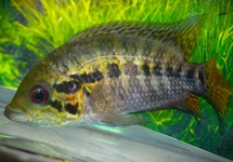 YELLOWJACKET CICHLID