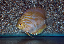 DISCUS RIO NEGRO HECKEL