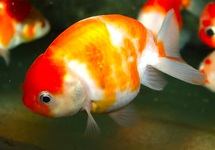 FANTAIL RANCHU SAKURA